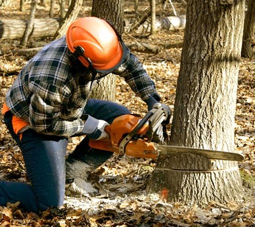 Tree Removal in Bluff Springs, IL